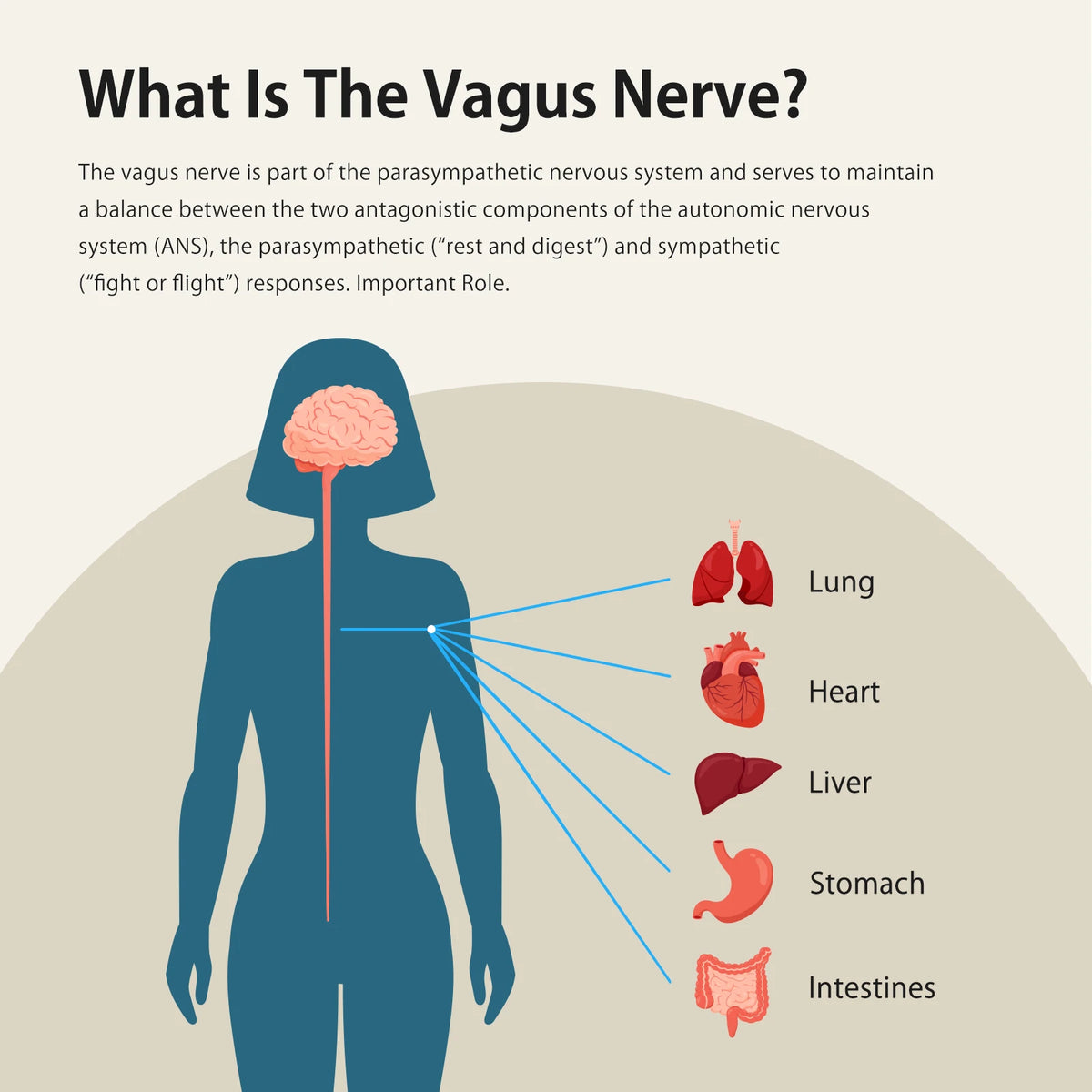 Zenowell Vagus Nerve Stimulator For Deep Sleep And Stress Relief
